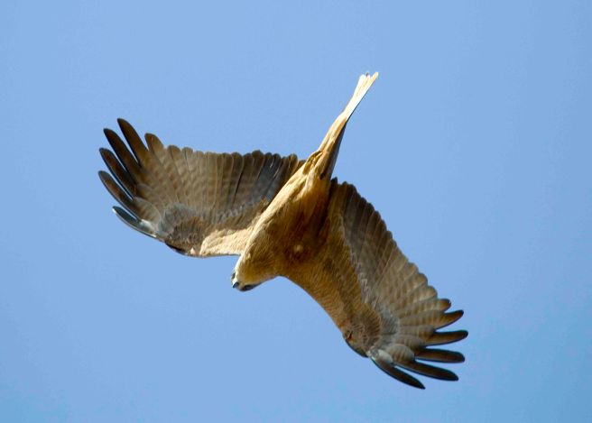 Douglas Springs - 4088