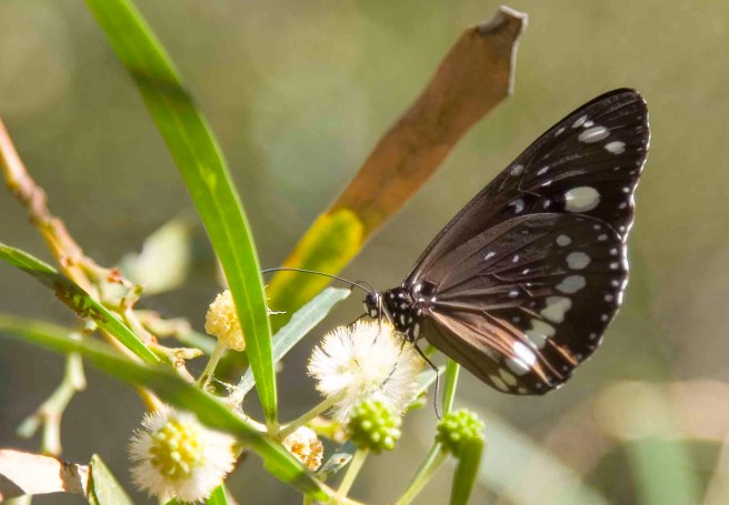 Mataranka Falls Walk - 3607