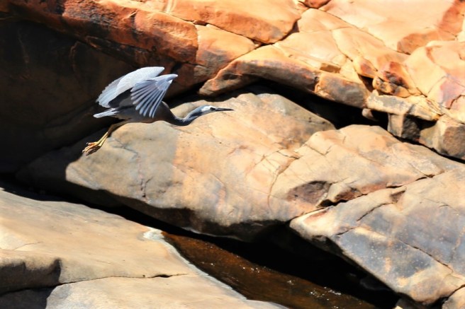 12. Bell Gorge - 6229