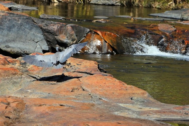 12. Bell Gorge - 6231