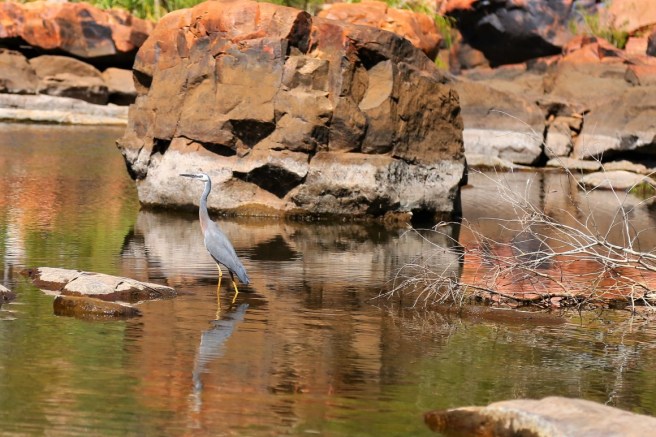 12. Bell Gorge - 6254