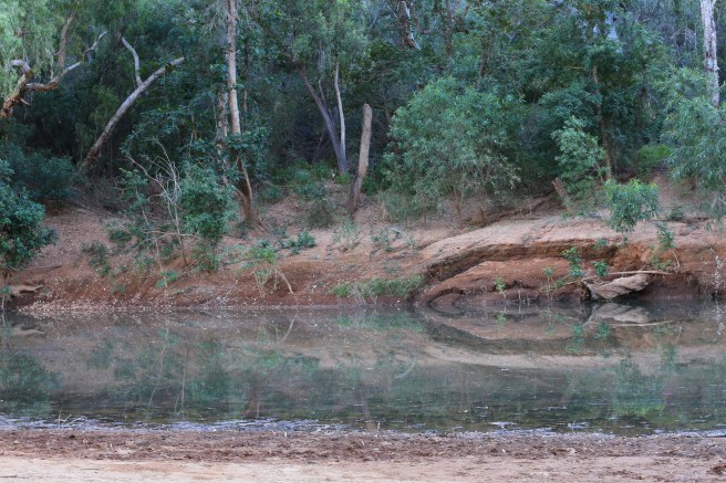 13. Windjana Gorge - 6318