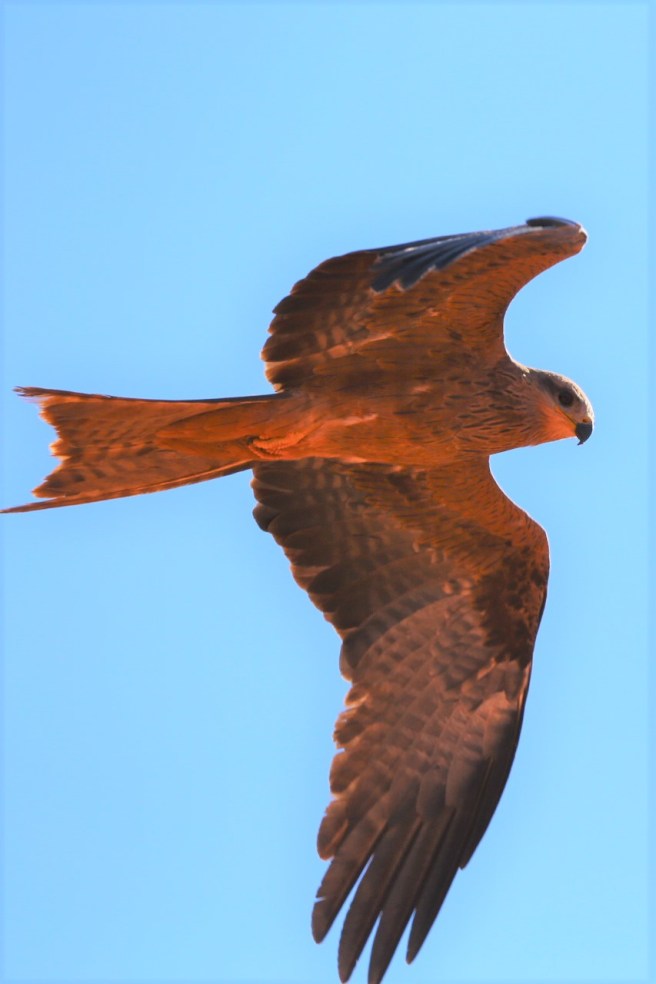 13. Windjana Gorge - 6346