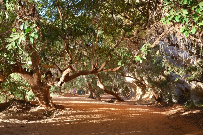 15. Windjana Gorge - 6447