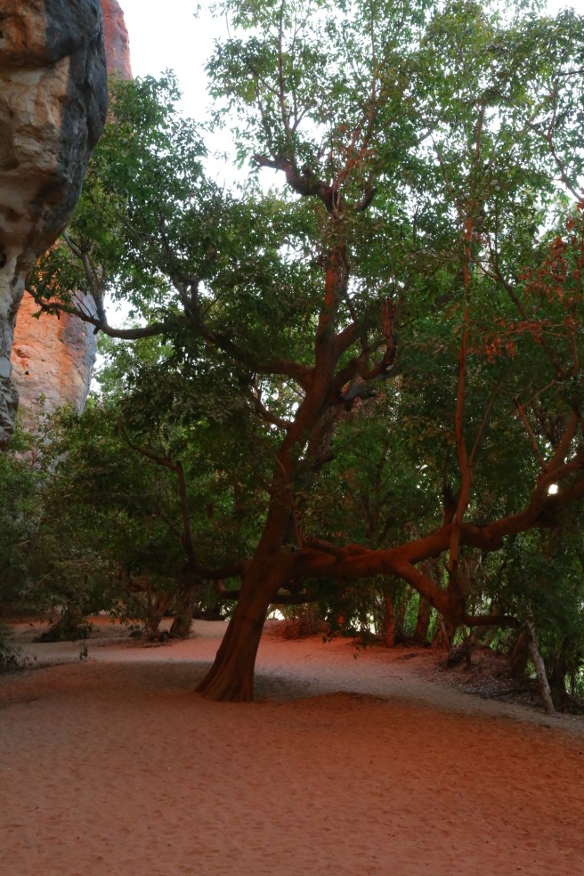 15. Windjana Gorge - 6483