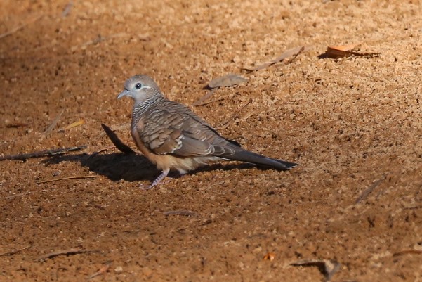 3. Home Valley Station - 5438