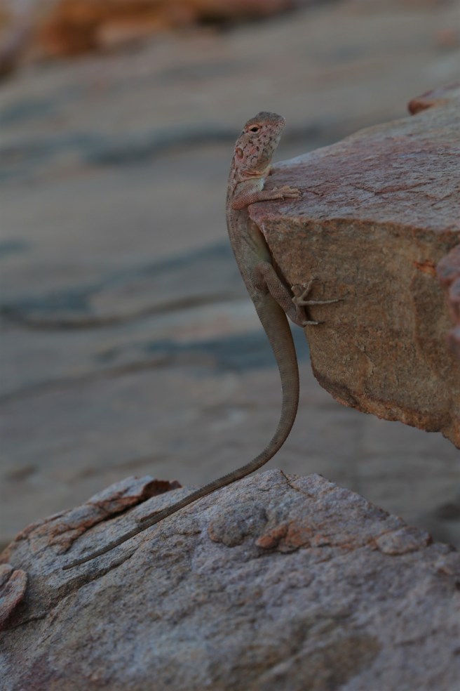 3. Home Valley Station - 5527