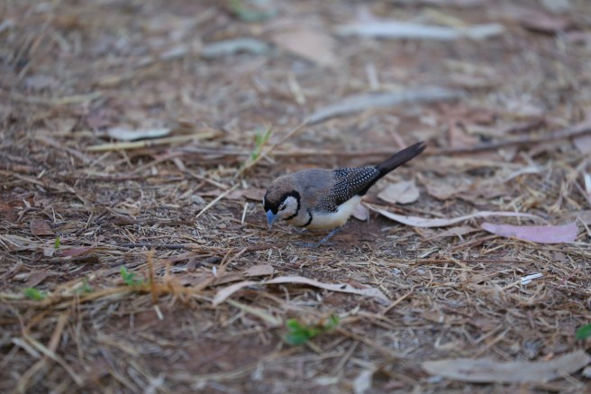 5. Drysdale Station - 5678