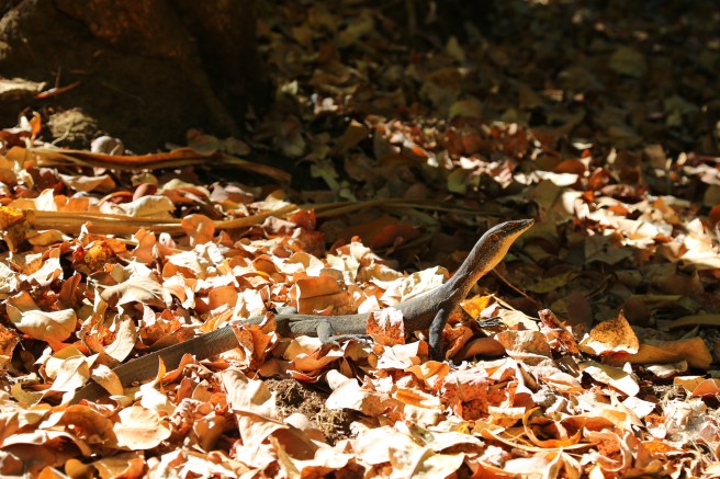 7. Mitchell Falls - 5788