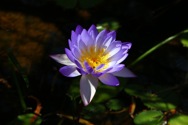 7. Mitchell Falls - 5837