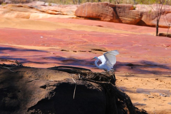 8. King Edward River - 5895