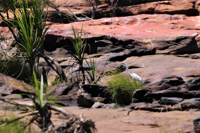 8. King Edward River - 5906