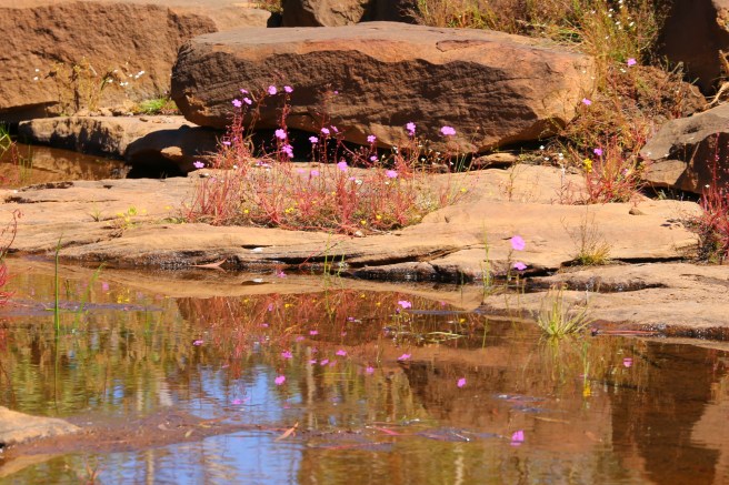 8. King Edward River - 5908