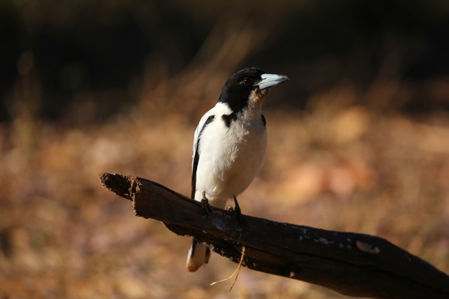 9. Manning Falls - 6111