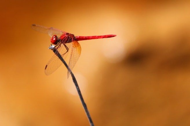 9. Manning Falls - 6115