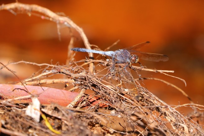 9. Manning Falls - 6129