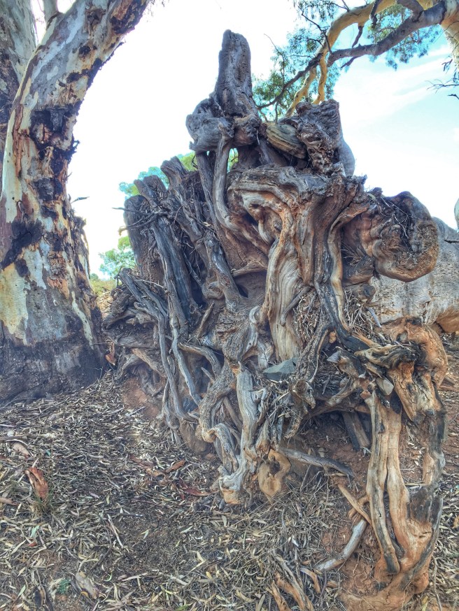 Almerta Station Creek Bed Debris