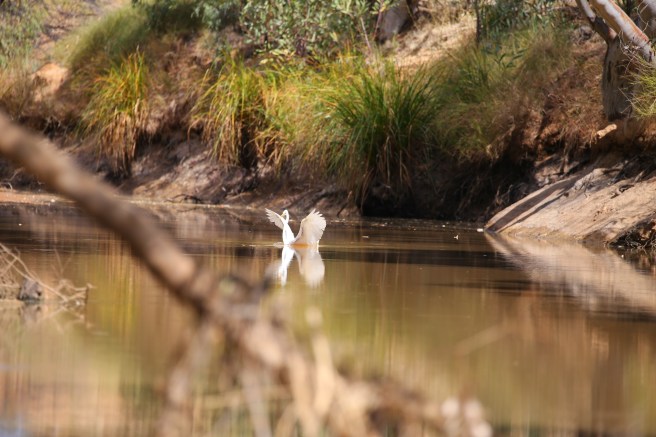 Surprise Creek adjacent to Bough Shed Water Hole Campground