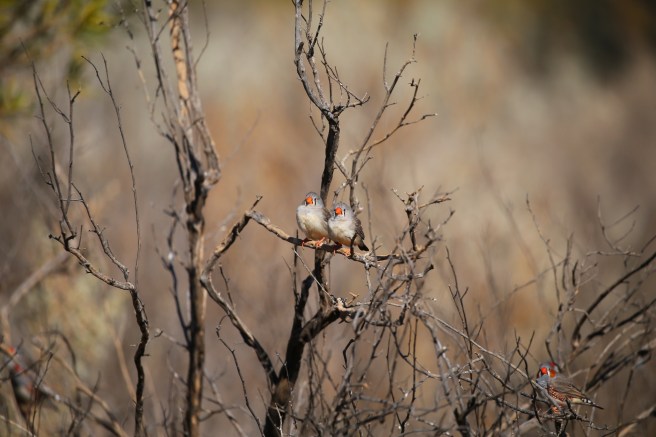Zebra Finch