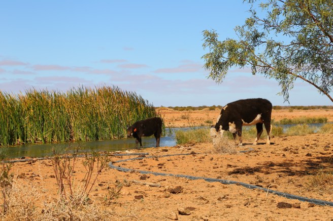 Two Wells Dam - Roadside stop on Birdsville TrackTwo Wells Dam