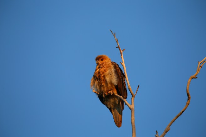 Old Policeman’s Waterhole Campground - Davenport Ranges