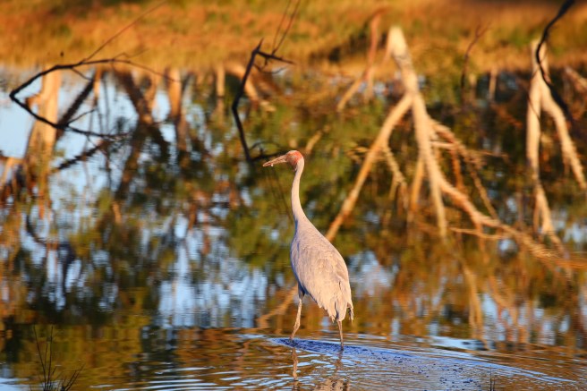 Brolga at Old Policeman’s Waterhole Campground - Davenport Ranges