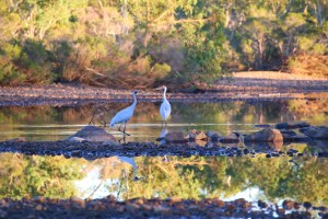 Brolga at Old Policeman’s Waterhole Campground - Davenport Ranges