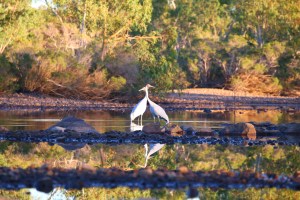 Brolga at Old Policeman’s Waterhole Campground - Davenport Ranges