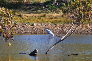Brolga Old Policeman’s Waterhole Davenport Ranges