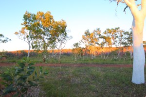 WhistleDuck Creek Campground Davenport Ranges