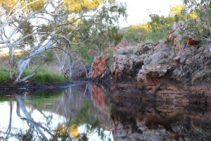 Whistle Duck Creek Campground Davenport Ranges