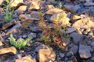 Whistle Duck Creek Campground Davenport Ranges