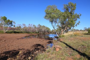 Whistle Duck Creek Campground Davenport Ranges