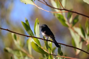 Jalmurark Campground Elsey National Park
