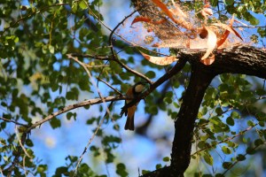 Jalmurark Campground Elsey National Park