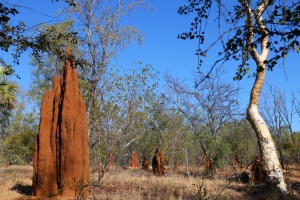 Jalmurark Campground Elsey National Park