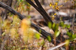 Jalmurark Campground Elsey National Park