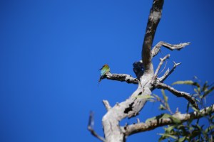 Jalmurark Campground Elsey National Park
