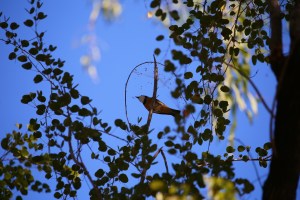 Jalmurark Campground Elsey National Park