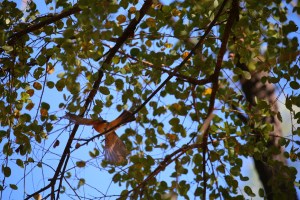 Jalmurark Campground Elsey National Park