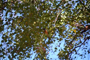 Jalmurark Campground Elsey National Park
