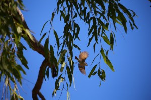 Jalmurark Campground Elsey National Park