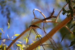 Jalmurark Campground Elsey National Park