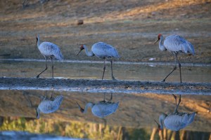 Brolga, Lake Ellendale, Great Northern Highway