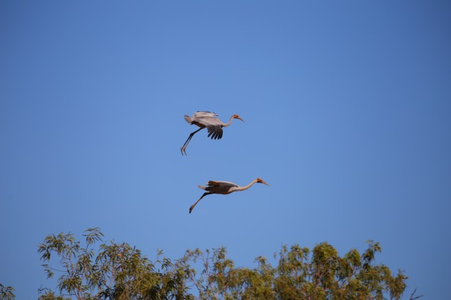 Brolga, Lake Ellendale, Great Northern Highway