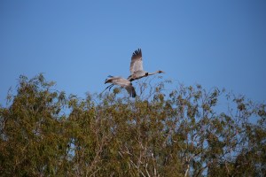 Brolga, Lake Ellendale, Great Northern Highway