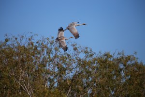 Brolga, Lake Ellendale, Great Northern Highway