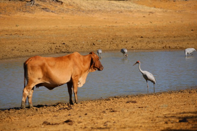 Cow and Brolga, Lake Ellendale, Great Northern Highway