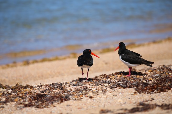 Bundegi Recreation Zone, Exmouth WA