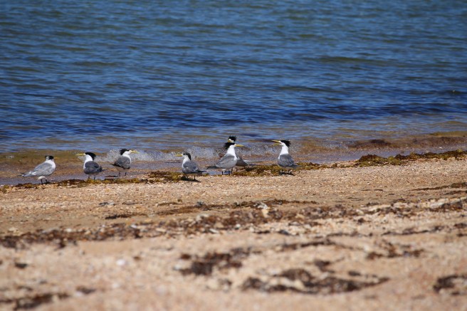 Bundegi Recreation Zone, Exmouth WA